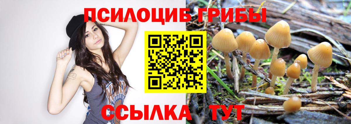 Псилоцибиновые грибы Psilocybine cubensis Элиста